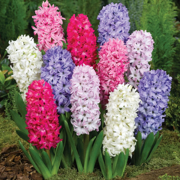 💐Bi-Color Mutation Hyacinth Bulbs