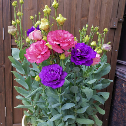 Hardy Perennial Lisianthus Seeds RHS Certified for British Garden Beds Beginner Friendly