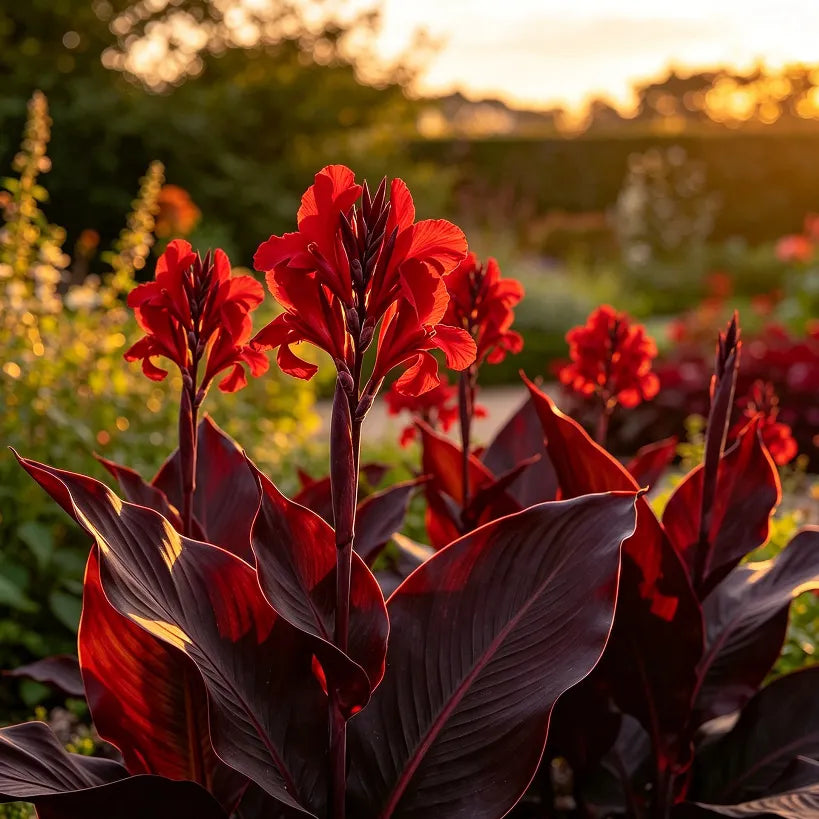 🌺Canna bulbs - Tropical Paradise