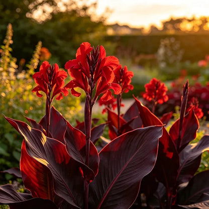 🌺Canna bulbs - Tropical Paradise