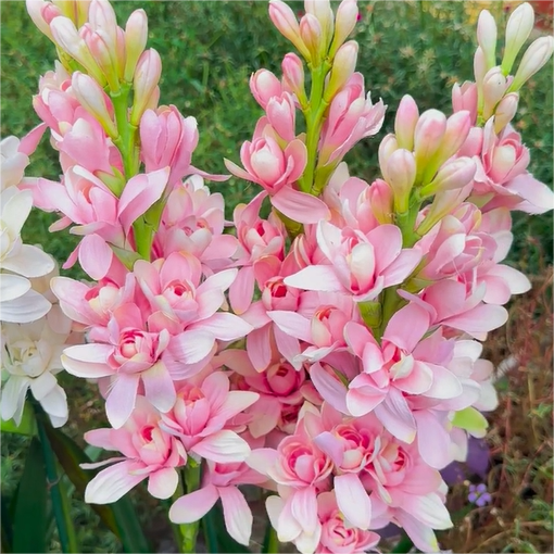 Double Tuberose growing in the garden