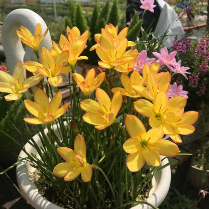Rain Orchid Bulbs-Blooms once the next rain falls