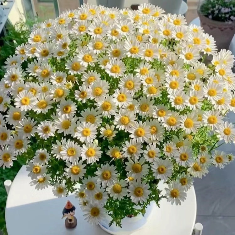 Small Daisies - Multi-color Flower Seeds
