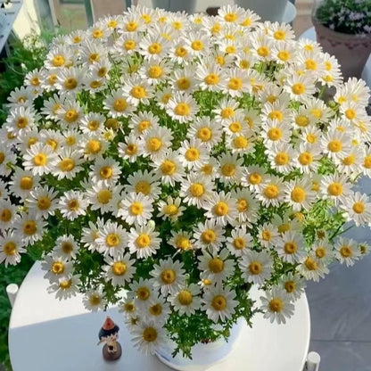 Small Daisies - Multi-color Flower Seeds