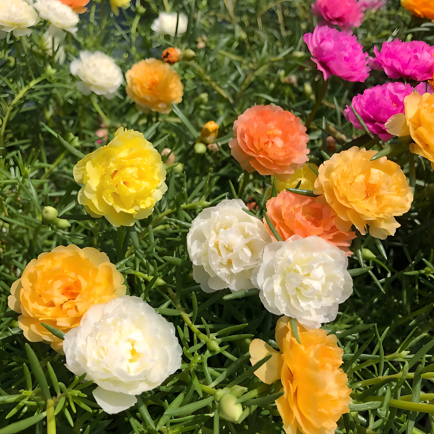 🌹Moss Rose—Immortal Flower