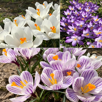 🌸 Premium Saffron Crocus Bulbs-The Gold Among Flowers