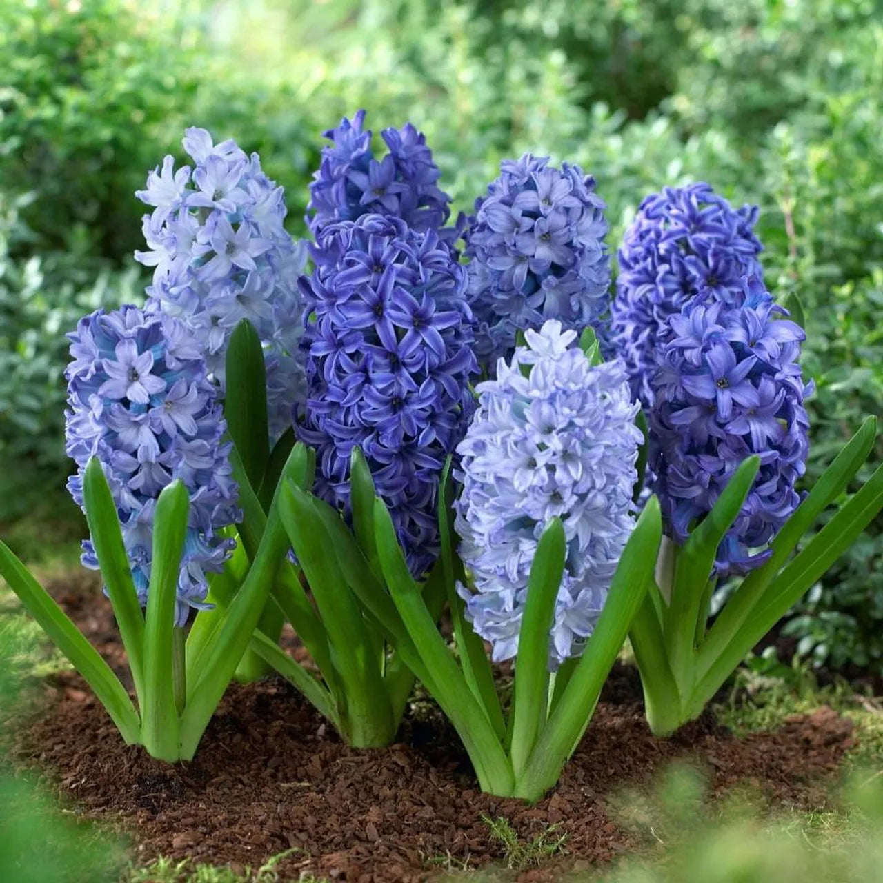 💜Hyacinth Bulbs – Fragrance You Can Grow