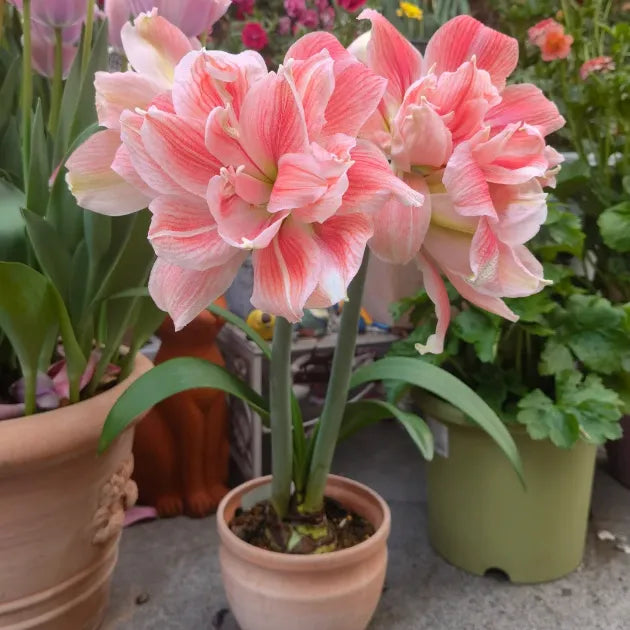 Double-Petaled Perfume Amaryllis Bulbs