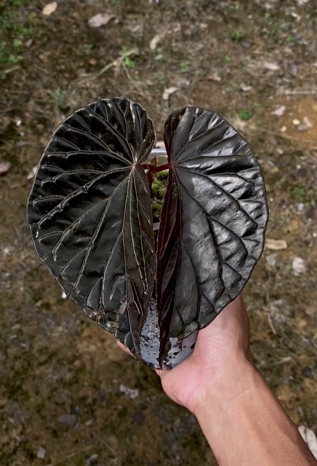 Uniqueness of Begonia Black Blood