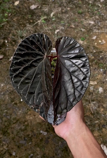 Uniqueness of Begonia Black Blood
