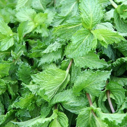 Spearmint Seeds