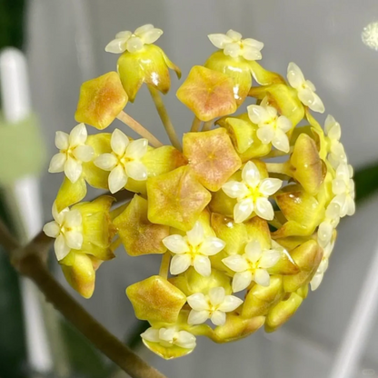⭐️Hoya Carnosa Flower Seeds 丨Star-shaped Flower Ball