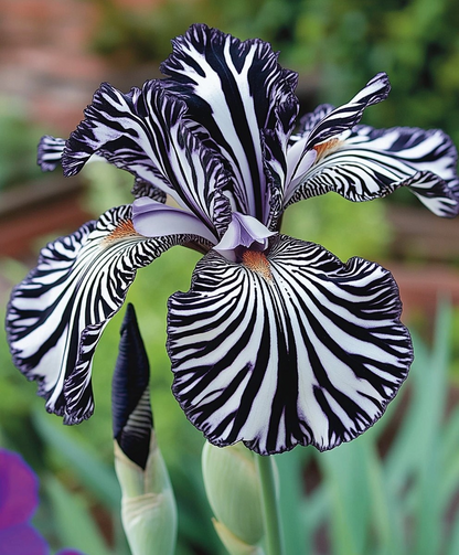 Zebra Stripes Iris Seeds