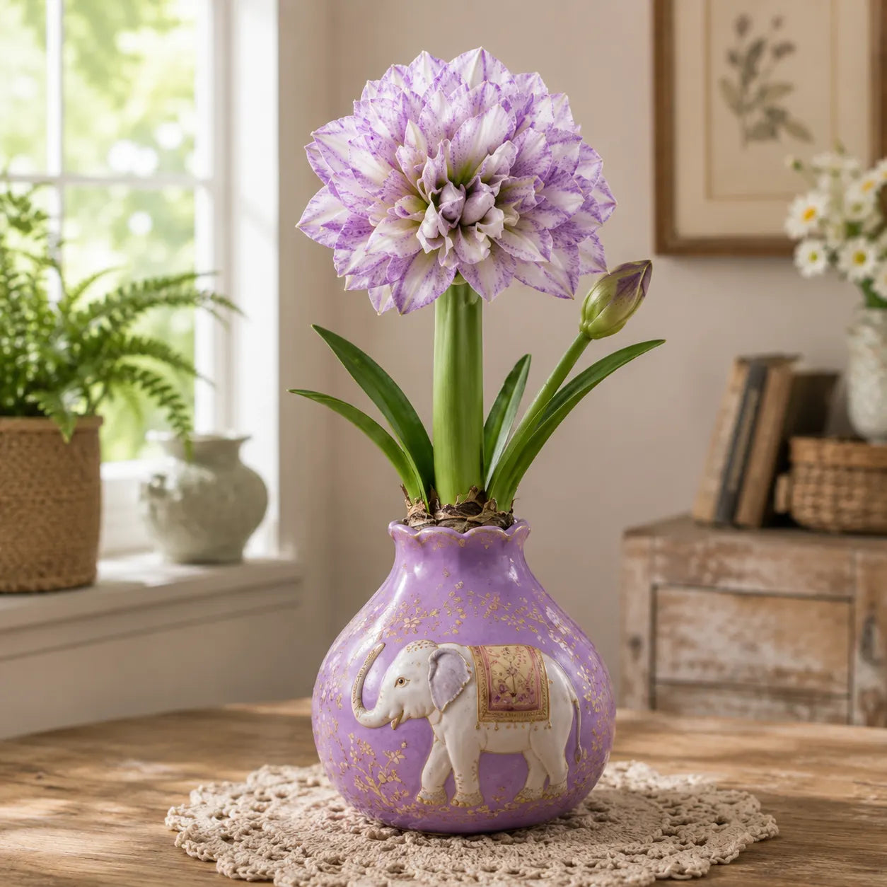 🌺 Waxed Double Amaryllis Bulbs – No Soil, No Water, Just Watch It Grow