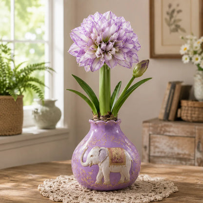🌺 Waxed Double Amaryllis Bulbs – No Soil, No Water, Just Watch It Grow