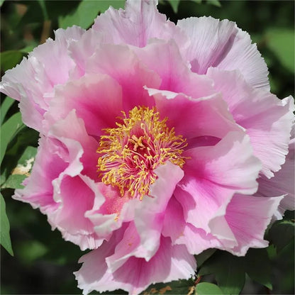 🌺Peony - Love surrounds you