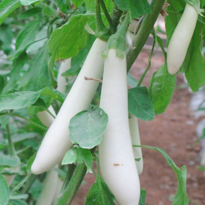 Creamy White Eggplant Seeds