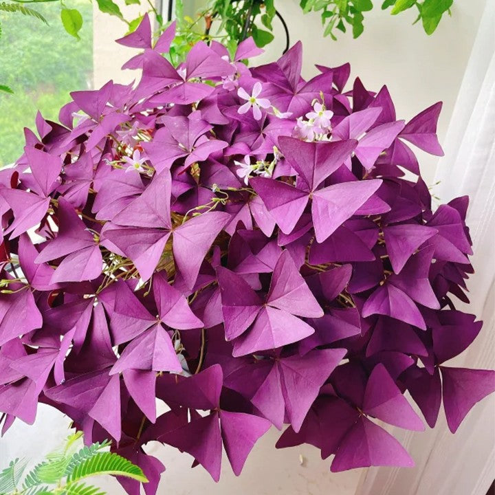🔥Oxalis Triangularis Purple Shamrock Good Luck Plant Blubs