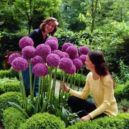 💜Giant Allium Bulbs—Flower Ball Diameter 10CM+