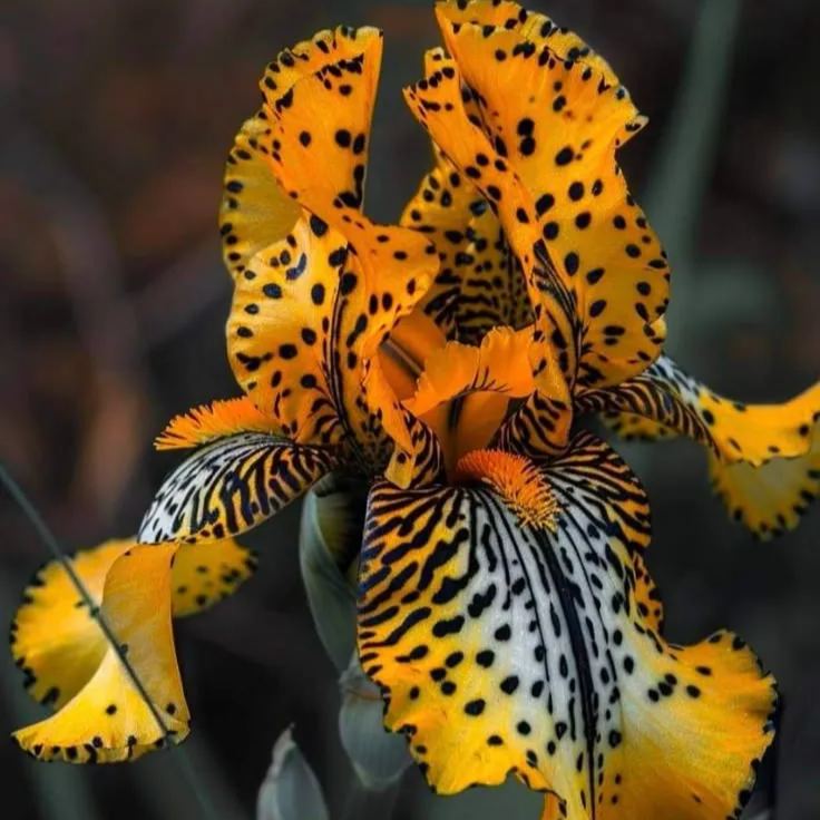 Midnight Ember-Rare Iris Bulbs⚜️