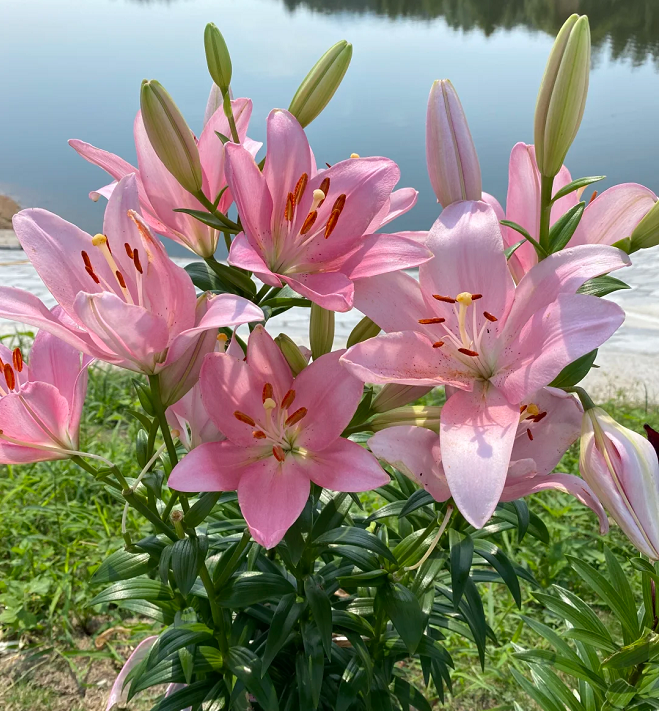 Multicolor Lily Seeds