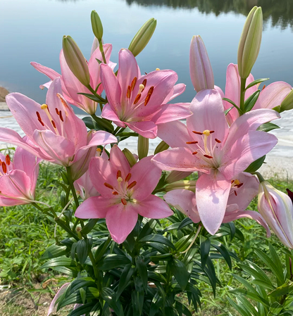Multicolor Lily Seeds