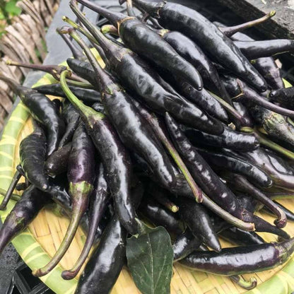 Purple-black Pepper Seeds