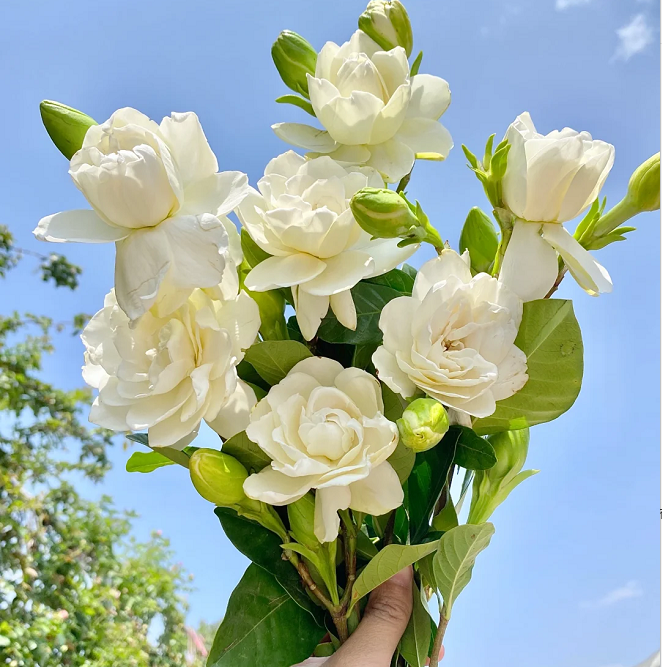 Large Gardenia Seeds
