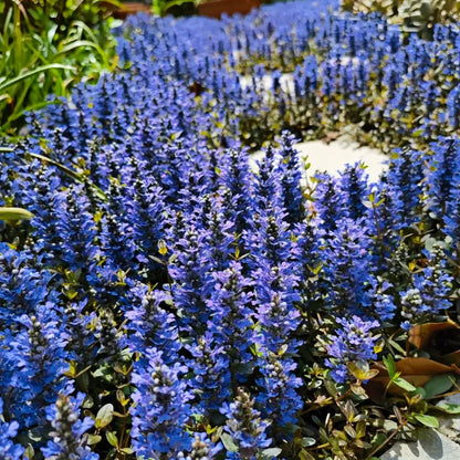 Ajuga Seeds🌈Wonderful Groundcover