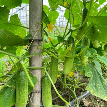 🥒 40% Off Climbing Cucumber Seeds – Grow Fresh & Save Big!