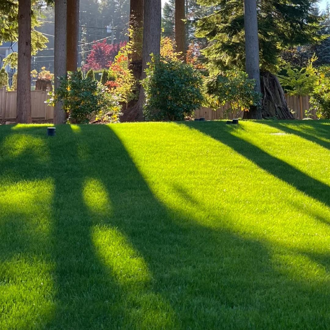 🌱High quality evergreen lawn seeds