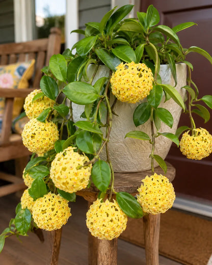 🌸Premium Hoya Carnosa Fresh Bulbs | Easy-to-Grow Cascading Wax Plant