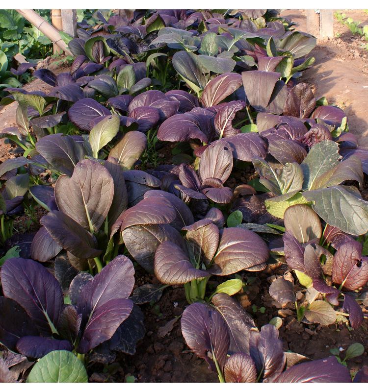 Purple Rapeseed Vegetable Seeds-Winter Marvel Bug Repellent