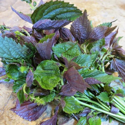 Perilla (Shiso) Seeds