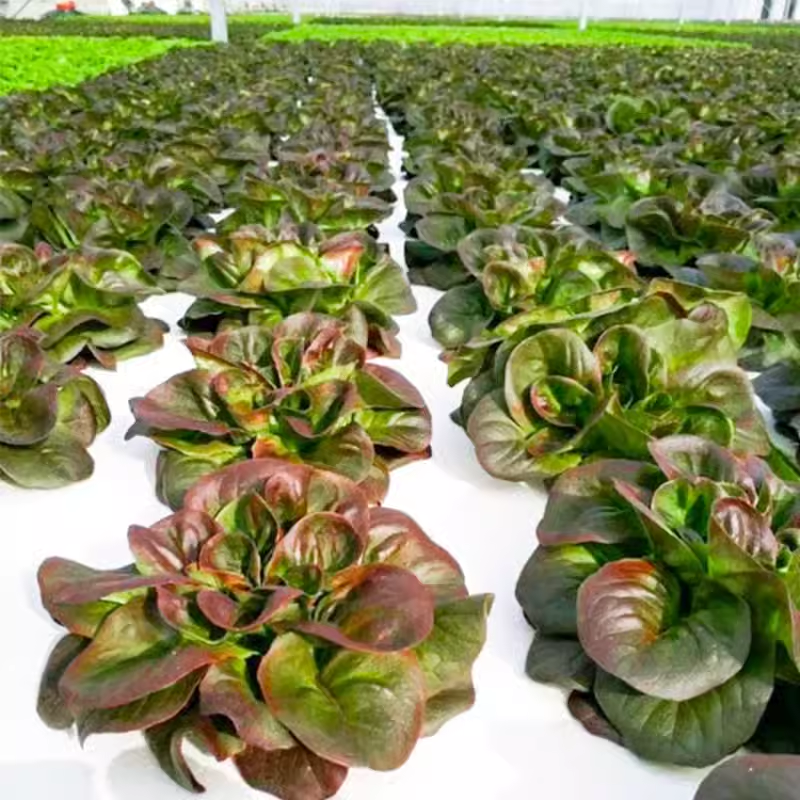 Coffee Leaf lettuce Seeds-🪴Harvest Within 30 days-Fewer Pests