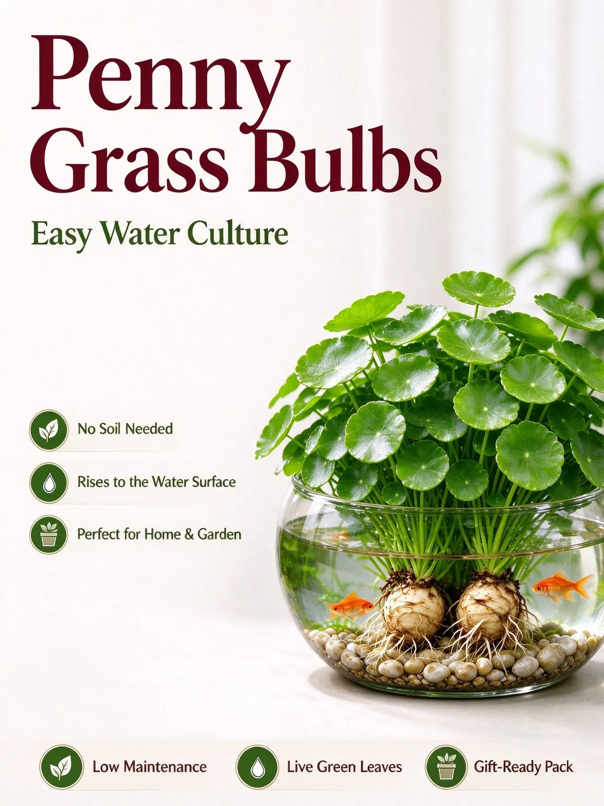 💰 Coin-leaf plant bulb—your very own good fortune 🌿