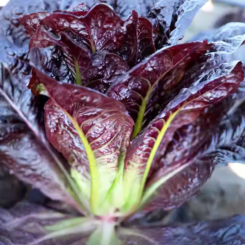 Coffee Leaf lettuce Seeds-🪴Harvest Within 30 days-Fewer Pests