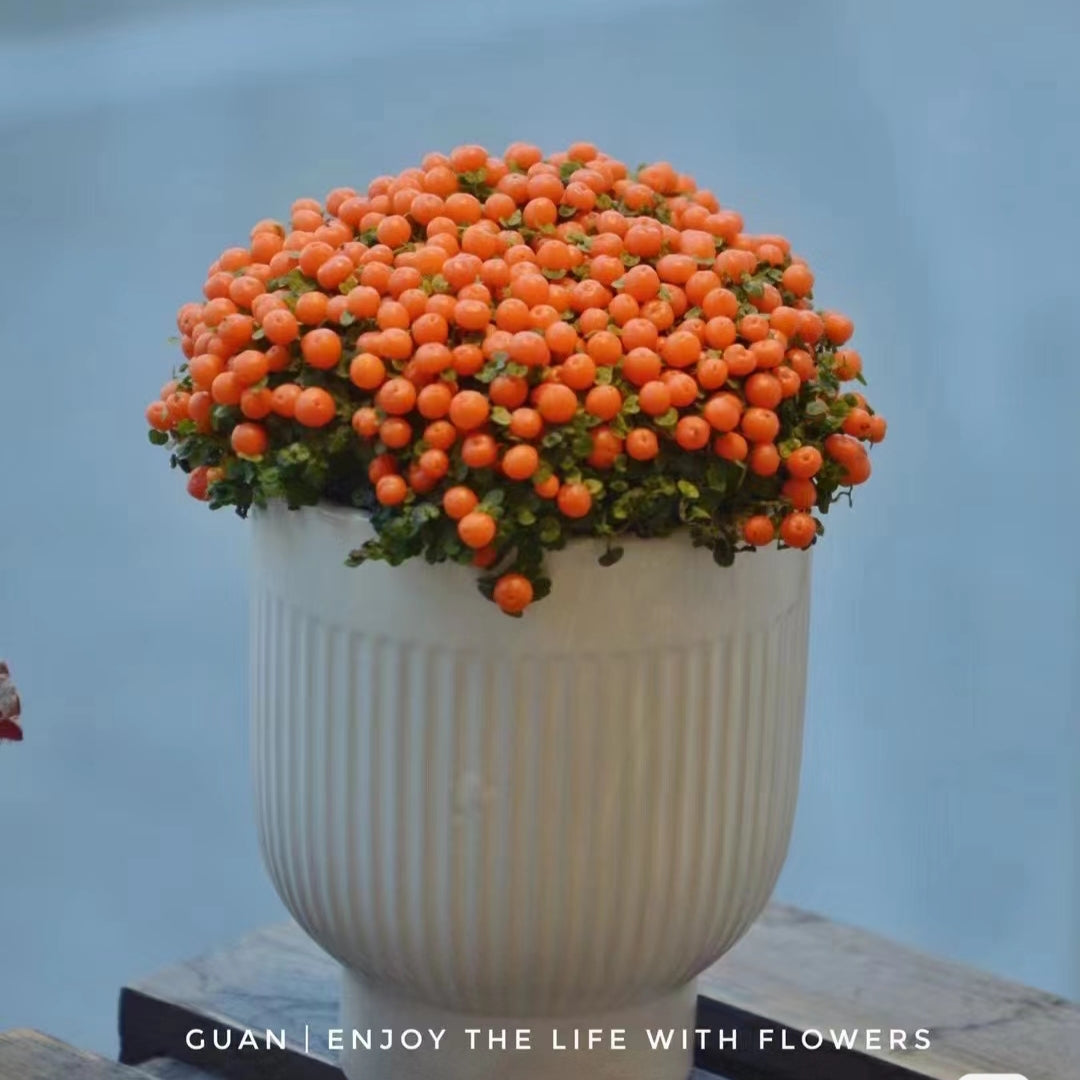 Pearl Orange Succulent Potted Plant