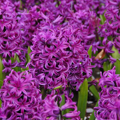 💜Hyacinth Bulbs – Fragrance You Can Grow