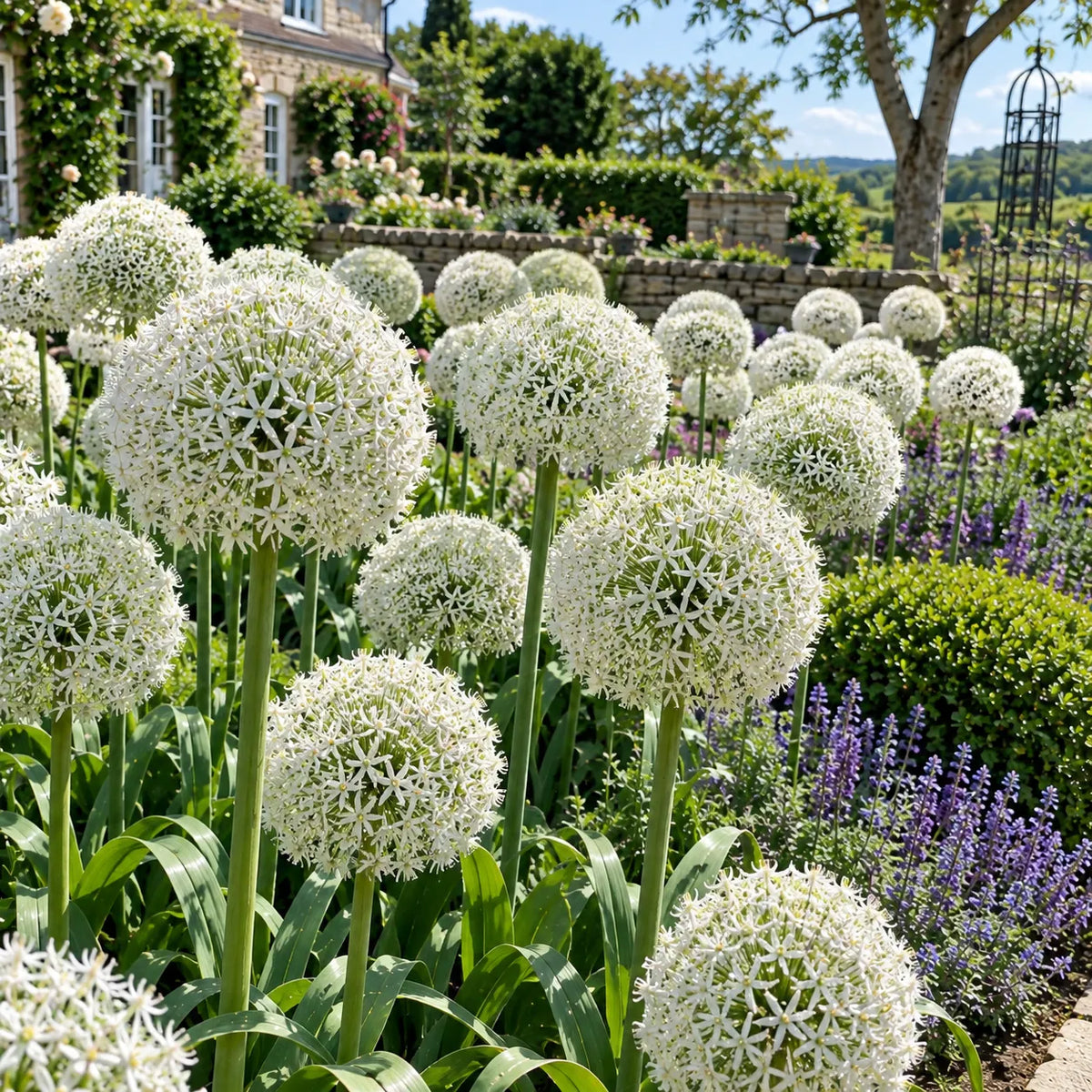 💜Giant Allium Bulbs—Flower Ball Diameter 10CM+