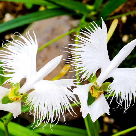 📧 Egret Orchid Seeds-Rarity / Elegance / Good Luck