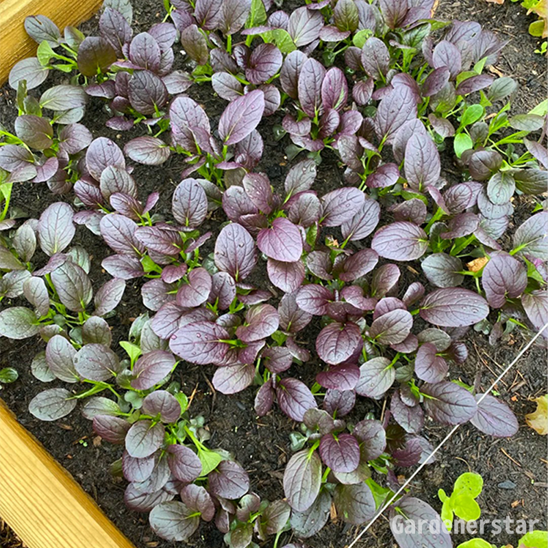 Purple Rapeseed Vegetable Seeds-Winter Marvel Bug Repellent