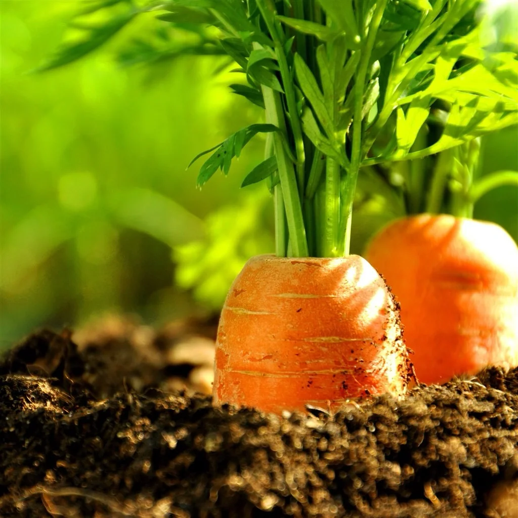 Fruit Carrot Seeds