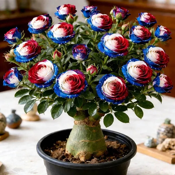 🌵🌺Premium Rare Desert Rose Bulbs
