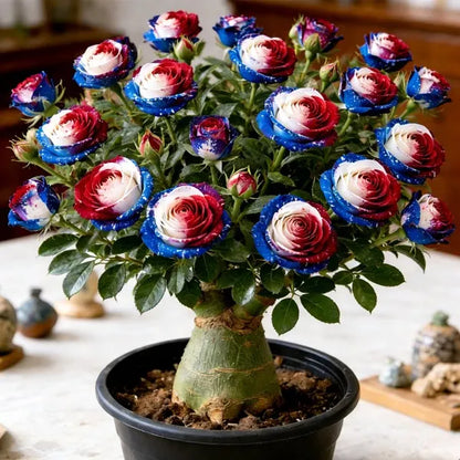 🌵🌺Premium Rare Desert Rose Bulbs