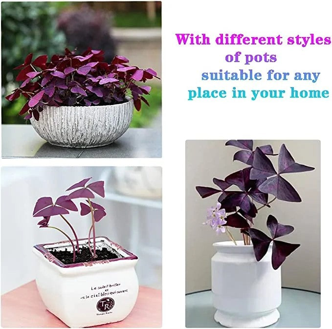 🔥Oxalis Triangularis Purple Shamrock Good Luck Plant Blubs