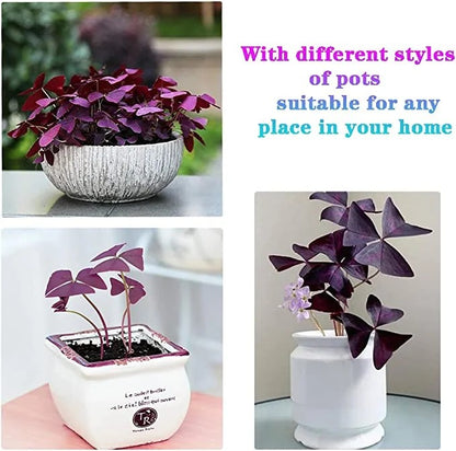 🔥Oxalis Triangularis Purple Shamrock Good Luck Plant Blubs