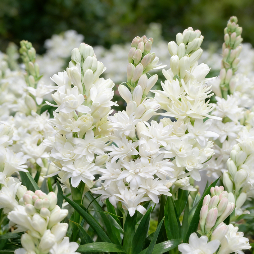 🌺Double Perfume Tuberose Bulbs—Moon Garden Flower