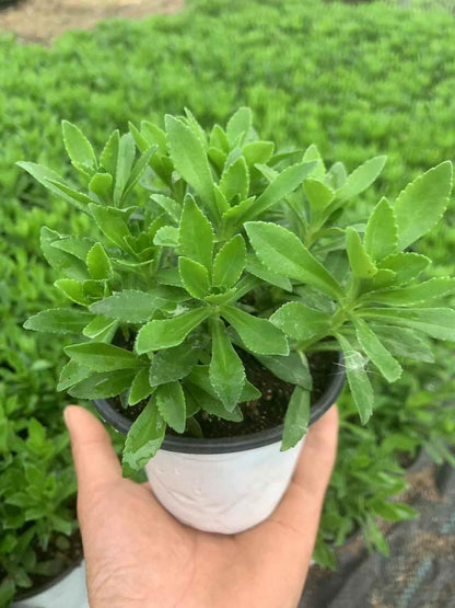 Phedimus Aizoon Seeds(Aizoon Stonecrop)