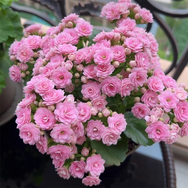Rare Double Kalanchoe - Four Seasons Flowering